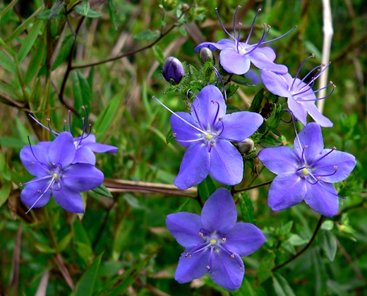 {Hydrolea corymbosa}